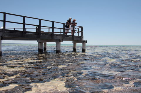 Hamelin Pool Stromatolites - Kawana Tourism 1