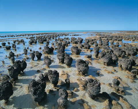 Hamelin Pool Stromatolites - Kawana Tourism 2