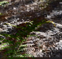 Langwarrin Flora and Fauna Reserve Walking Trails - Kawana Tourism