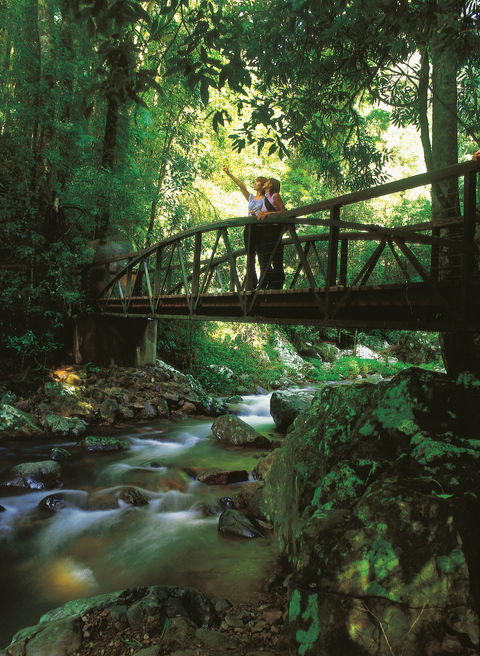 Natural Bridge Circuit, Springbrook National Park - Kawana Tourism 1