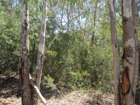 One Mile Creek Shared Path - Kawana Tourism 2
