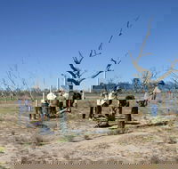 Sturt's tree walk - Kawana Tourism