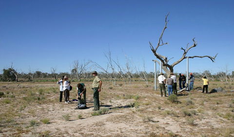 Sturt's Tree Walk - Kawana Tourism 0