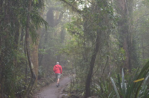 Best Of All Lookout Track, Springbrook National Park - Kawana Tourism 1