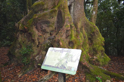 Best Of All Lookout Track, Springbrook National Park - Kawana Tourism 2