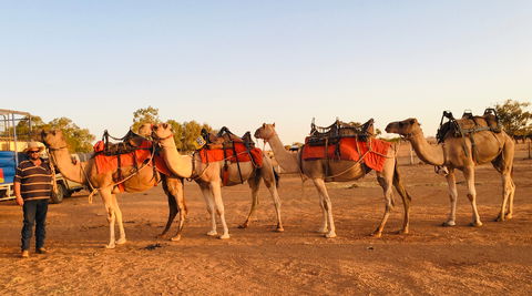 Broken Hill Camels - Kawana Tourism 0
