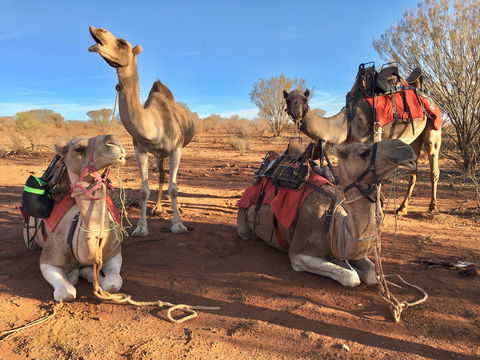 Broken Hill Camels - Kawana Tourism 1