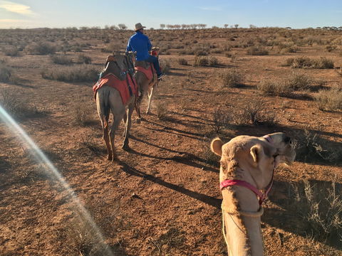 Broken Hill Camels - Kawana Tourism 2