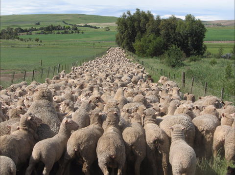 Curringa Farm - Accommodation And Farm Tours - Kawana Tourism 0
