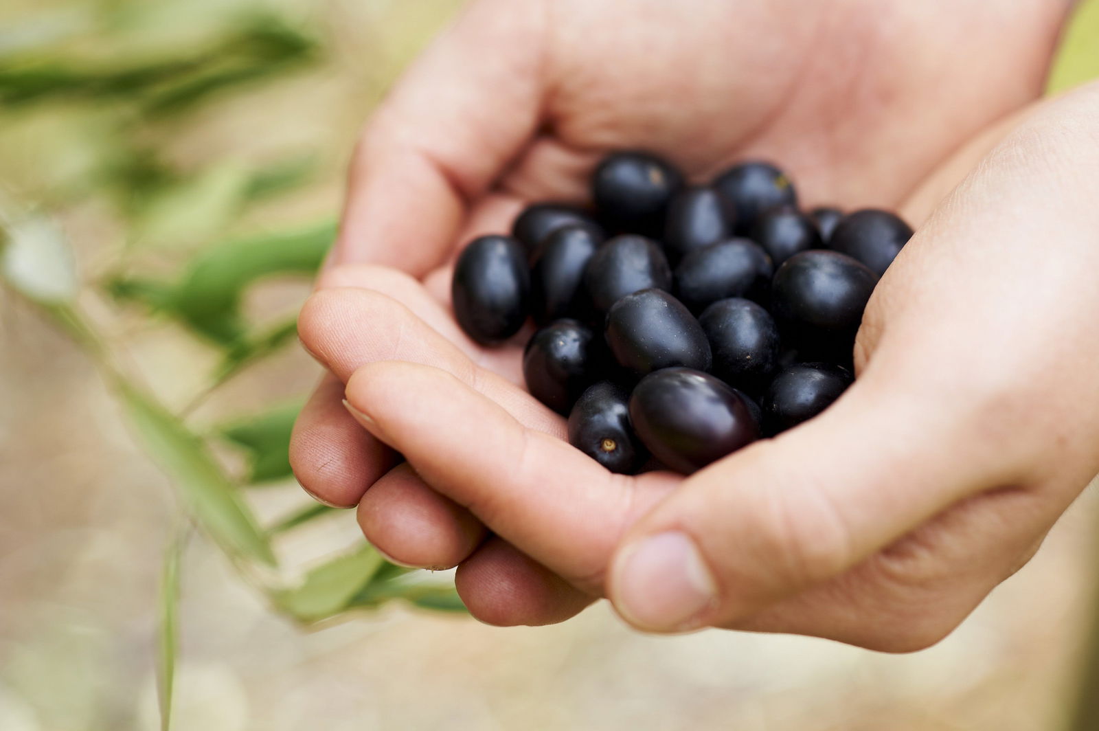 Lower Chittering WA Kawana Tourism