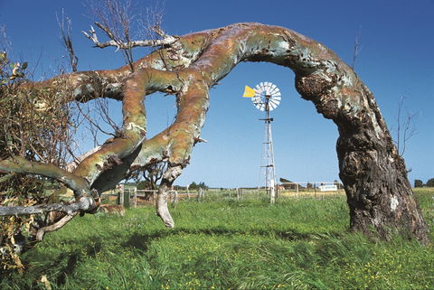 Greenough Leaning Trees - Kawana Tourism 0
