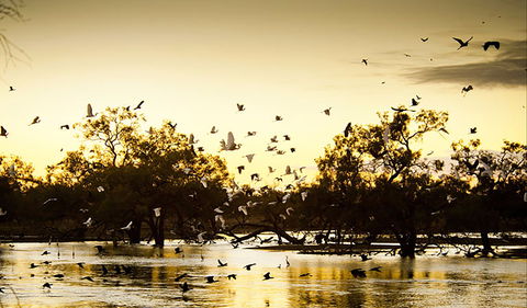 Kinchega Homestead Billabong Walk - Kawana Tourism 0
