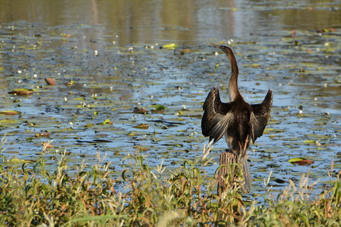 Lake Apex Park - Kawana Tourism 0