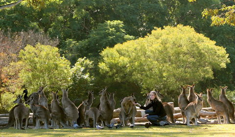 Lone Pine Koala Sanctuary - Kawana Tourism 0