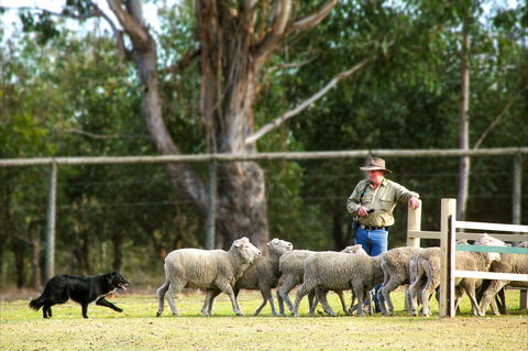 Lone Pine Koala Sanctuary - Kawana Tourism 2