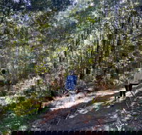 Lyrebird Circuit Walk - Kawana Tourism