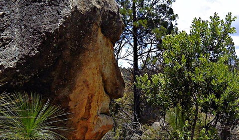 Mystery Face Walking Track - Kawana Tourism 0