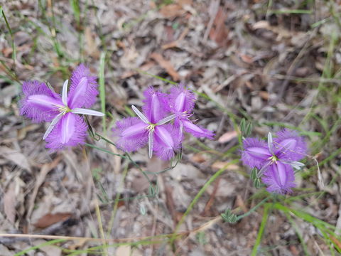 Samford Conservation Park And Bunyaville Conservation Park - Kawana Tourism 1