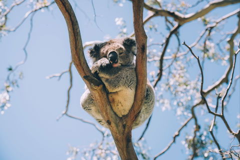 Samford Conservation Park And Bunyaville Conservation Park - Kawana Tourism 2