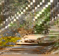 Scotsdale Tourist Drive - Kawana Tourism