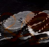 Shellharbour City Museum formerly Tongarra Museum - Kawana Tourism