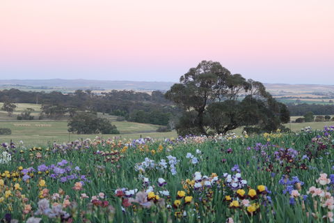 Smokin Heights Iris Display Garden - Kawana Tourism 1