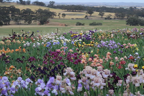 Smokin Heights Iris Display Garden - Kawana Tourism 2