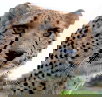 Tasmania Zoo - Kawana Tourism