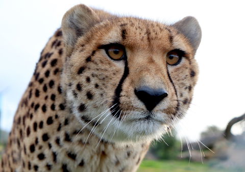 Tasmania Zoo - Kawana Tourism 0
