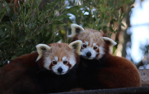 Tasmania Zoo - Kawana Tourism 1
