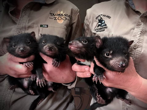 Tasmania Zoo - Kawana Tourism 2