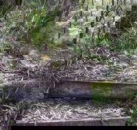 Tea Tree Falls Walking Track - Kawana Tourism