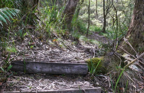 Tea Tree Falls Walking Track - Kawana Tourism 0