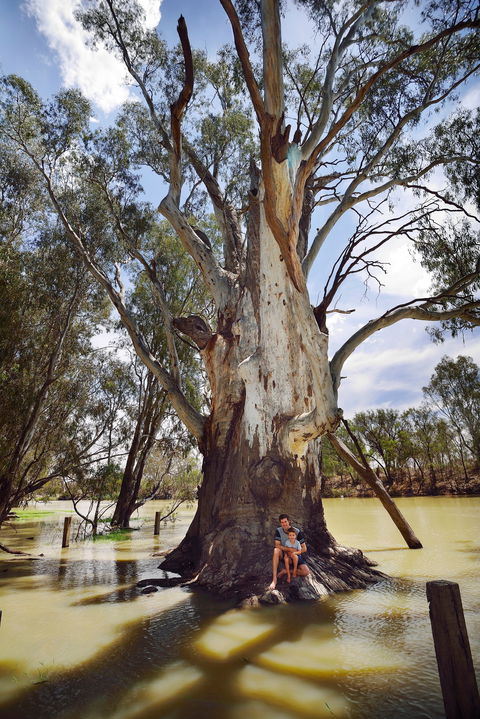 The Big Tree - Kawana Tourism 0