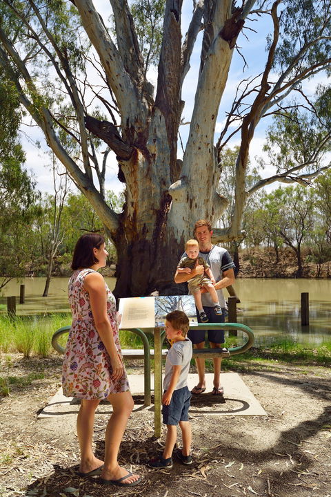 The Big Tree - Kawana Tourism 1