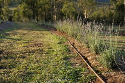 Thornton - Kawana Tourism 1