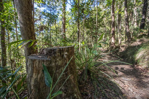 Thylogale Track - Kawana Tourism 0
