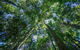 Thylogale Track - thumb 1