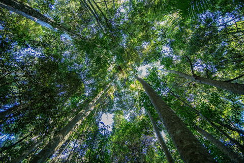 Thylogale Track - Kawana Tourism 1