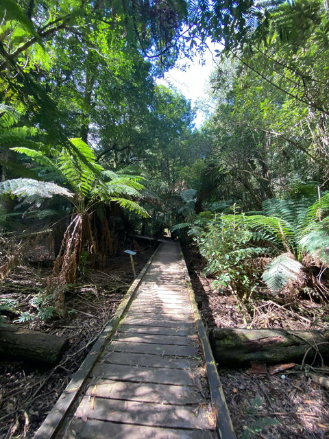 Wirrawilla Rainforest Walk - Kawana Tourism 0