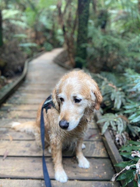 Wirrawilla Rainforest Walk - Kawana Tourism 1