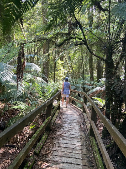 Wirrawilla Rainforest Walk - Kawana Tourism 2