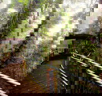 Dorrigo National Park - Kawana Tourism