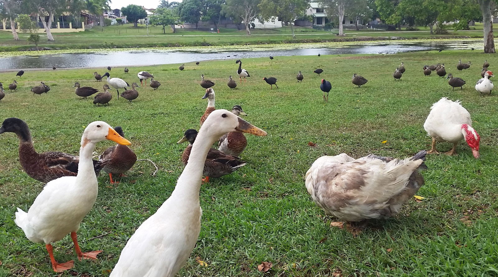  Kawana Tourism