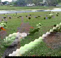 Gooseponds North Mackay - Kawana Tourism