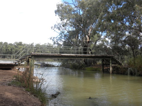 Junction Island Nature Reserve, Canoe Tree And Walking Track - Kawana Tourism 0