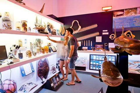 Marine Discovery Centre Hastings Point - Kawana Tourism 1