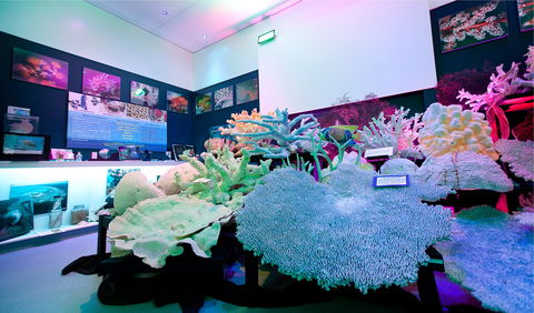 Marine Discovery Centre Hastings Point - Kawana Tourism 2