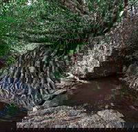 Misty Mountains Wilderness Tracks