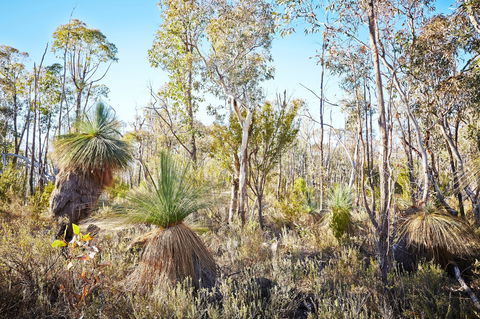 Mt Glenrowan Lookout Walk - Kawana Tourism 2